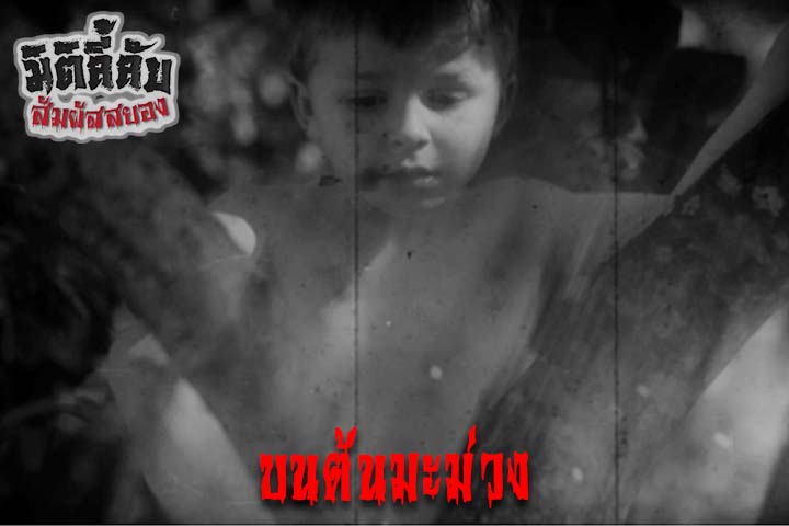 บนต้นมะม่วง